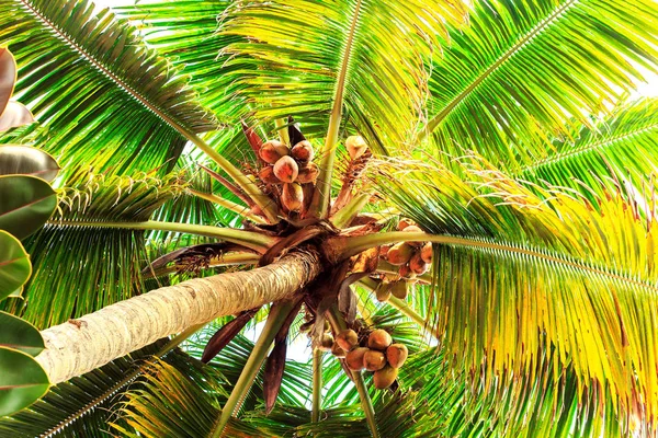 Árbol de coco con frutas . —  Fotos de Stock