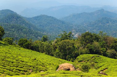 Munnar, Kerala, Hindistan 'daki çay tarlaları.. 