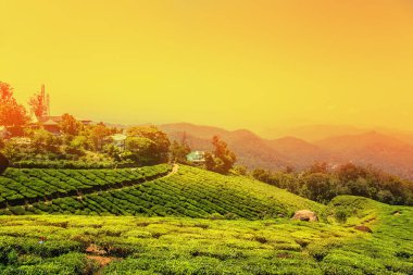 Munnar, Kerala, Hindistan 'daki çay tarlaları.. 