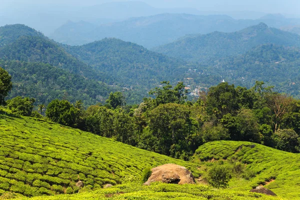 Munnar, Kerala, Hindistan 'daki çay tarlaları.. — Stok fotoğraf