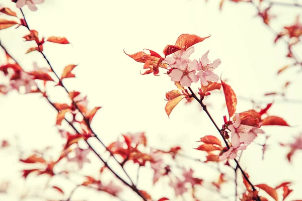 Цветение сакуры весной, мягкий фокус . — стоковое фото