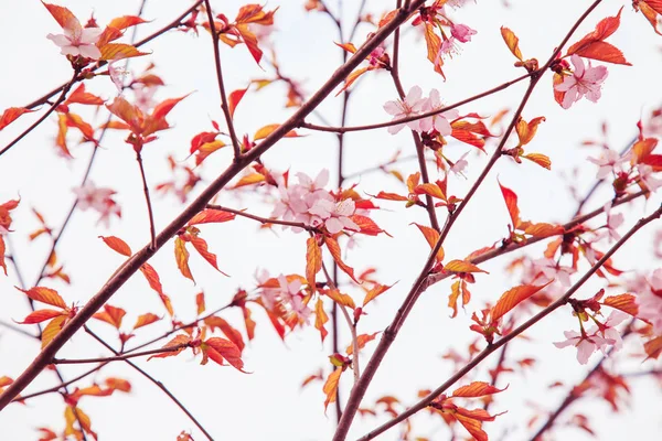 樱花在春天，软焦点. — 图库照片