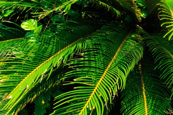 Fondo de hojas tropicales verdes . —  Fotos de Stock