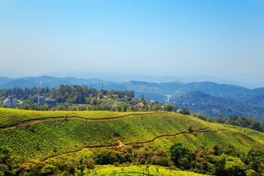 Munnar, Kerala, Hindistan 'daki çay tarlaları.. 