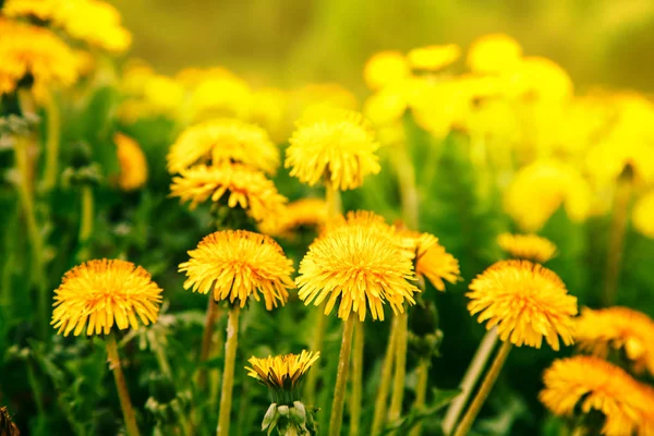 Bright yellow dandelion flowers. — Stock Photo, Image