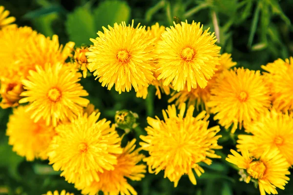 Bright yellow dandelion flowers. — Stock Photo, Image