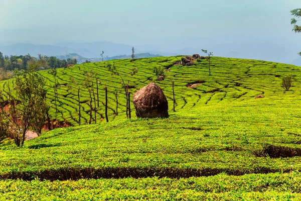Munnar, Kerala, Hindistan 'daki çay tarlaları.. — Stok fotoğraf