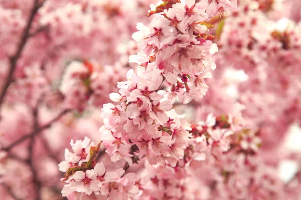 Třešňové květy, jaro, měkké zaostření. — Stock fotografie