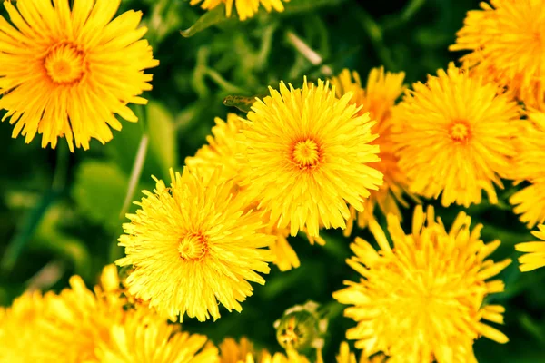 Fleurs de pissenlit jaune vif . — Photo