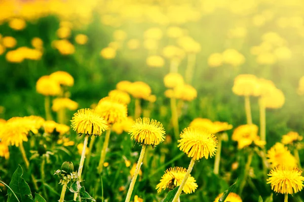 Flores de dente-de-leão amarelo brilhante . — Fotografia de Stock