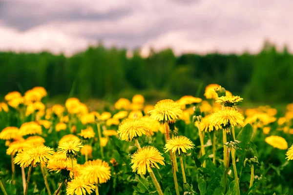 Parlak sarı karahindiba çiçek. — Stok fotoğraf