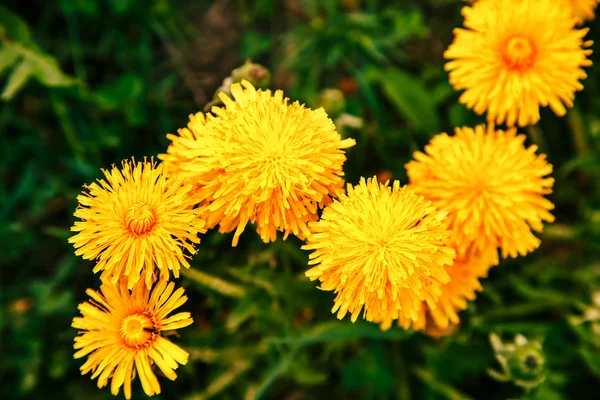 Bright yellow dandelion flowers. — Stock Photo, Image