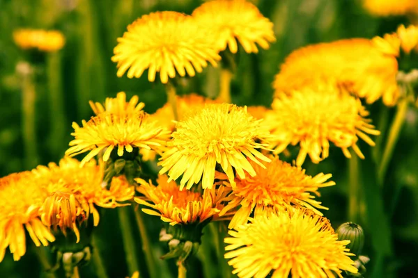 Bright yellow dandelion flowers. — Stock Photo, Image