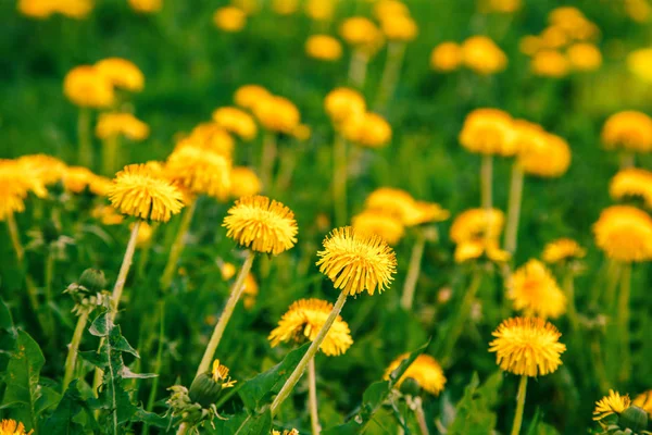 Bright yellow dandelion flowers. — Stock Photo, Image