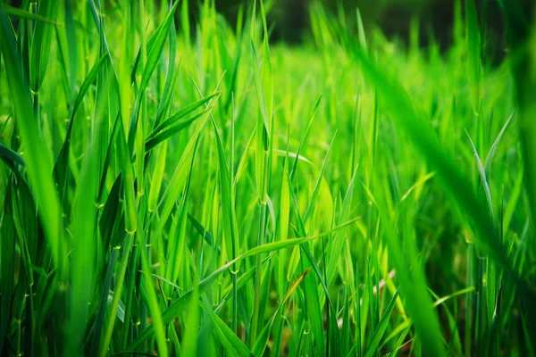 Фон зеленой травы. — стоковое фото