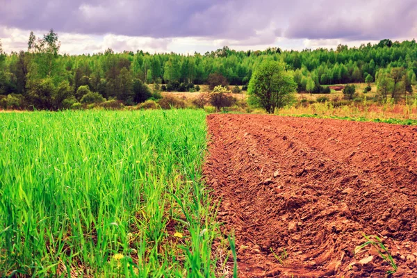 Terres labourées et champs de blé . — Photo