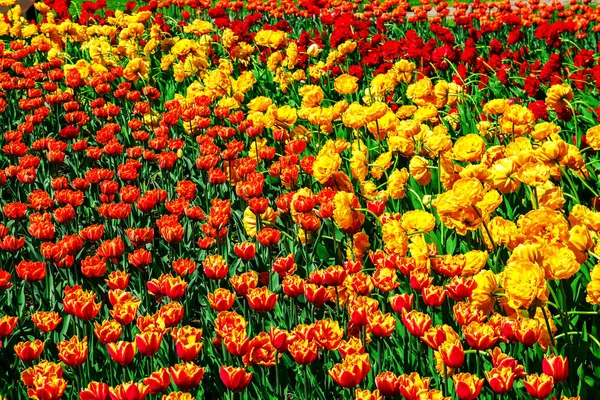 Giardino primaverile con tulipani colorati . — Foto Stock