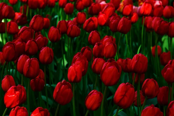 Incredibile vista di tulipani colorati in giardino . — Foto Stock