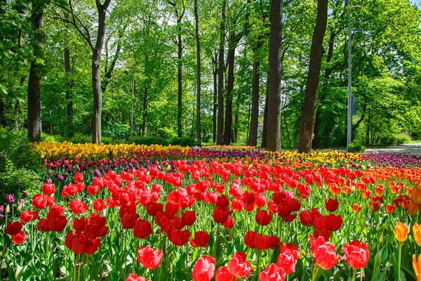 春都市公園における驚くべき咲くチューリップ. — ストック写真