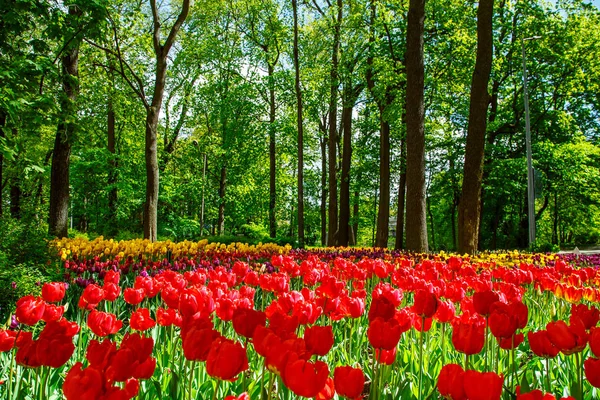 Удивительные цветущие тюльпаны в весеннем городском парке . — стоковое фото