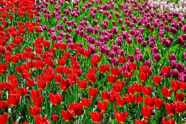 Incredibile vista di tulipani colorati in giardino . — Foto Stock