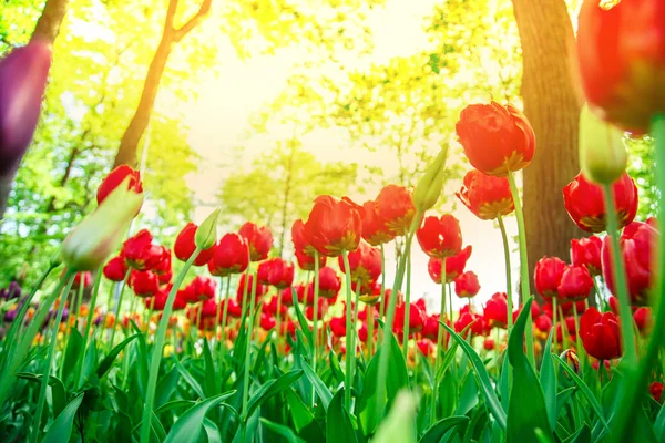 Amazing blooming tulips in the spring city park. — Stock Photo, Image