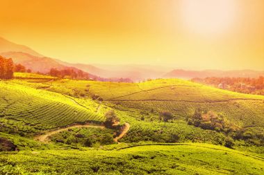 Munnar, Kerala, Hindistan 'daki çay tarlaları..