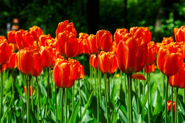 Blühende Tulpen im Stadtpark. — Stockfoto