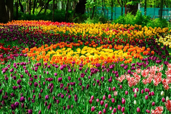 Tulipani fioriti incredibili nel parco cittadino primaverile . — Foto Stock