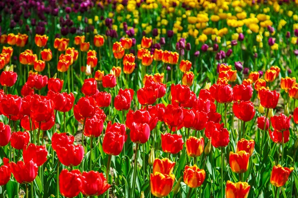 Incredibile vista di tulipani colorati in giardino . — Foto Stock