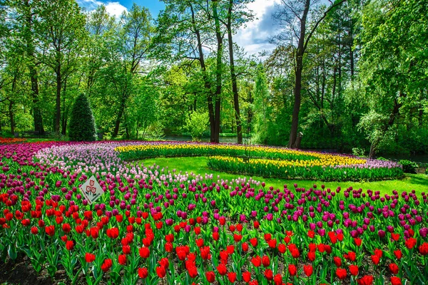 令人惊异盛开的郁金香在春天城市公园. — 图库照片