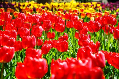  İnanılmaz renkli Lale bahçesinde görünümünü. 