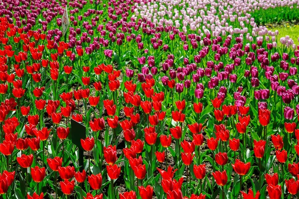 Vista incrível de tulipas coloridas no jardim . — Fotografia de Stock