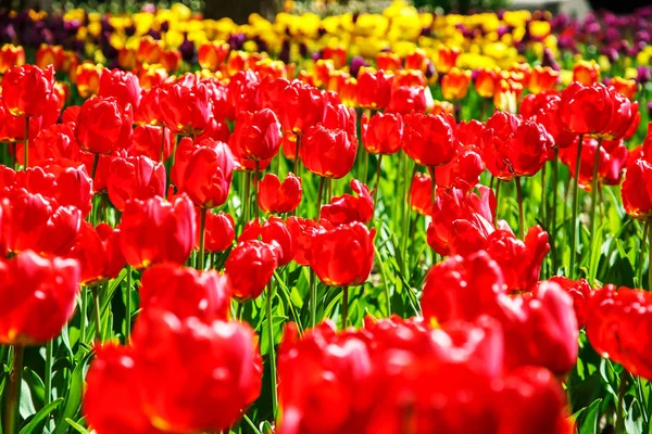  İnanılmaz renkli Lale bahçesinde görünümünü. 