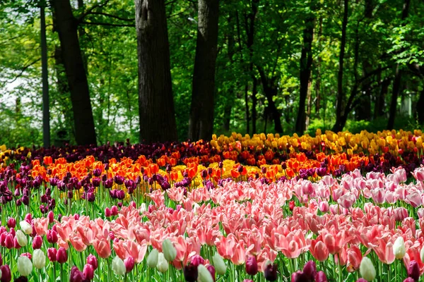 Úžasné kvetoucí tulipány v městském parku jaro. — Stock fotografie