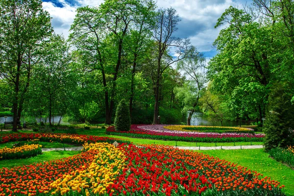 Fantastiska blommande tulpaner i vårens stadsparken. — Stockfoto