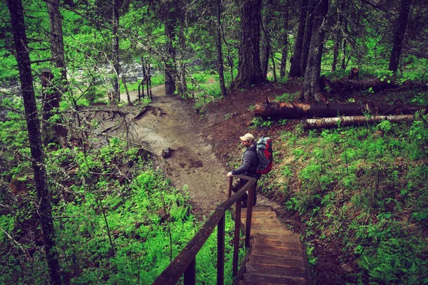 Viajero con una mochila va en el bosque salvaje . — Foto de Stock