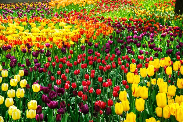 Incredibile vista di tulipani colorati in giardino . — Foto Stock