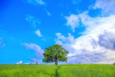 yeşil bir alanda yalnız ağaç. 