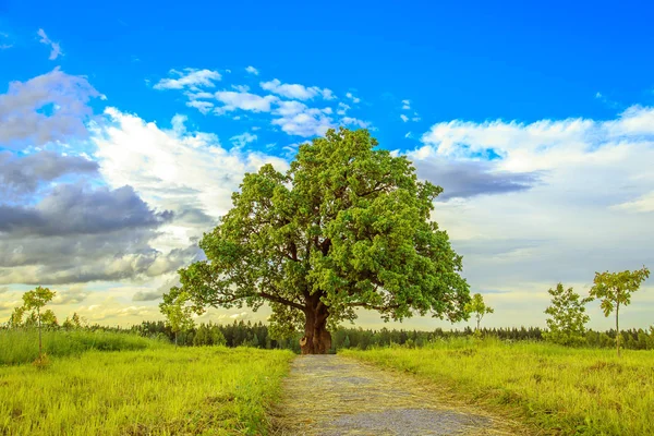 Árvore solitária em um campo verde . — Fotografia de Stock