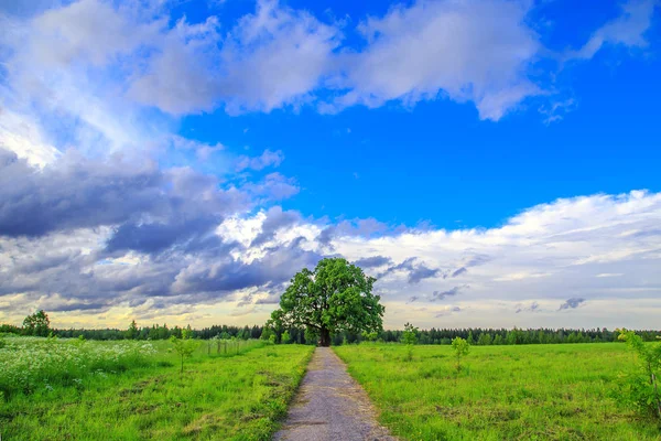 Arbre solitaire dans un champ vert . — Photo