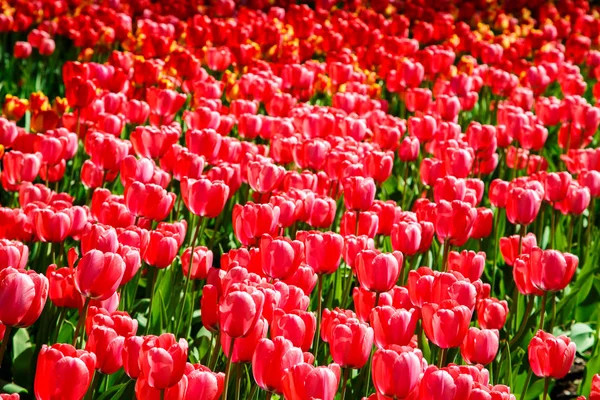 Incredibile vista di tulipani colorati in giardino . — Foto Stock