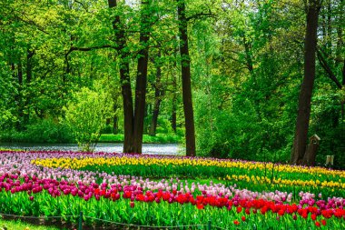 Central Park'ta geleneksel Lale Festivali.
