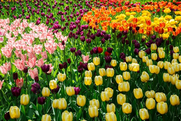 Incredibile vista di tulipani colorati in giardino . — Foto Stock