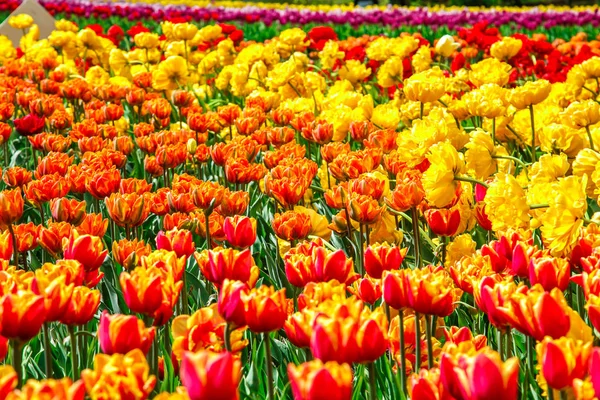 Incredibile vista di tulipani colorati in giardino . — Foto Stock