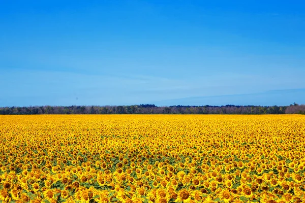Sonnenblumenfeld im Sommer mittags. — Stockfoto