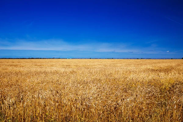 Gebied van tarwe in de zomer middag. — Stockfoto
