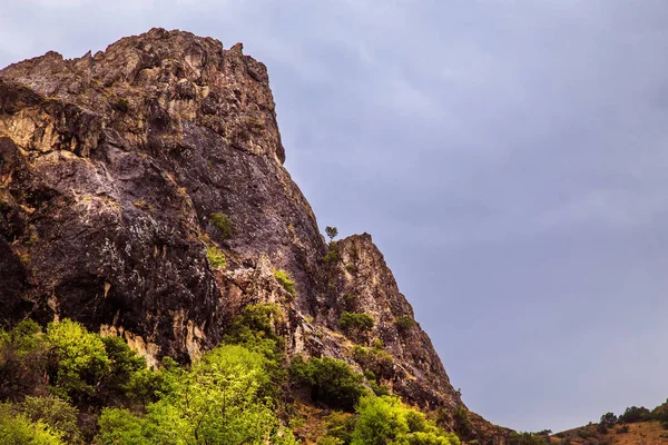 Kalp şeklinde ağaç.