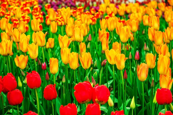 Vue imprenable sur les tulipes colorées dans le jardin . — Photo