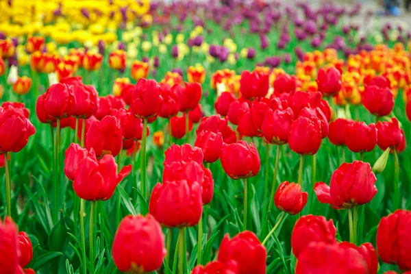 Incredibile vista di tulipani colorati in giardino . — Foto Stock